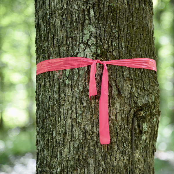 Flagging tape on tree